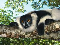 1113: Madagaskar: Auf den Spuren der Lemuren
