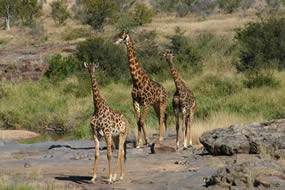 Giraffen im Matopo-Nationalpark